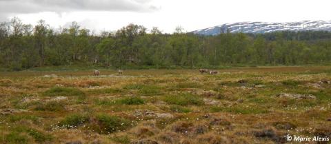 Ecosystème de tourbière visité par les rennes – région d’Abisko (Suède)